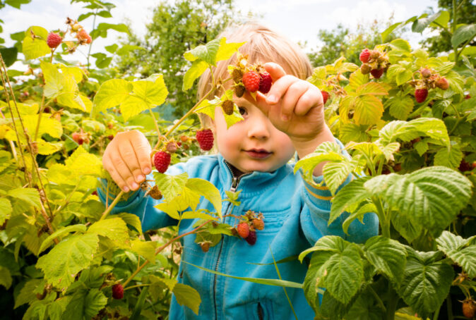 Picking up raspberries domek z ogrodem